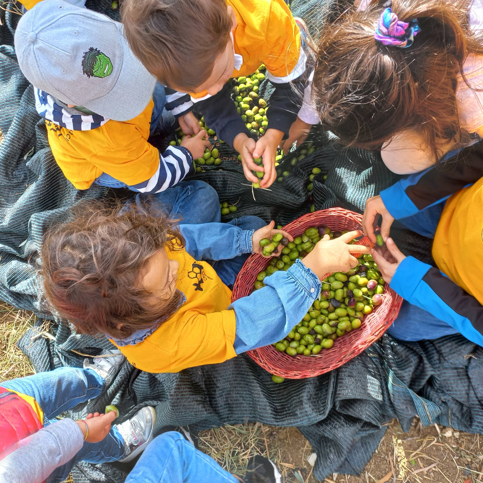 officina-agroculturale-cafeci-olive-lab